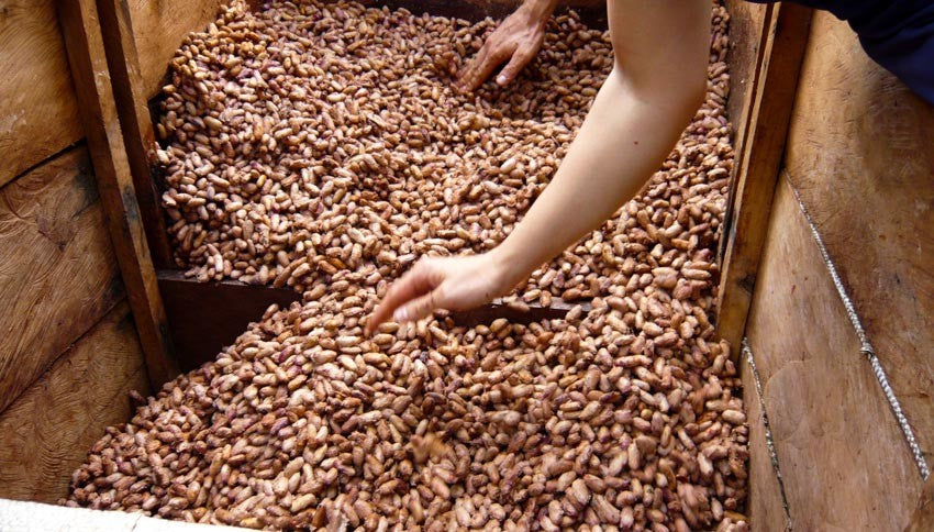 Die Kakaobohnen werden in großen Holzboxen fermentiert.