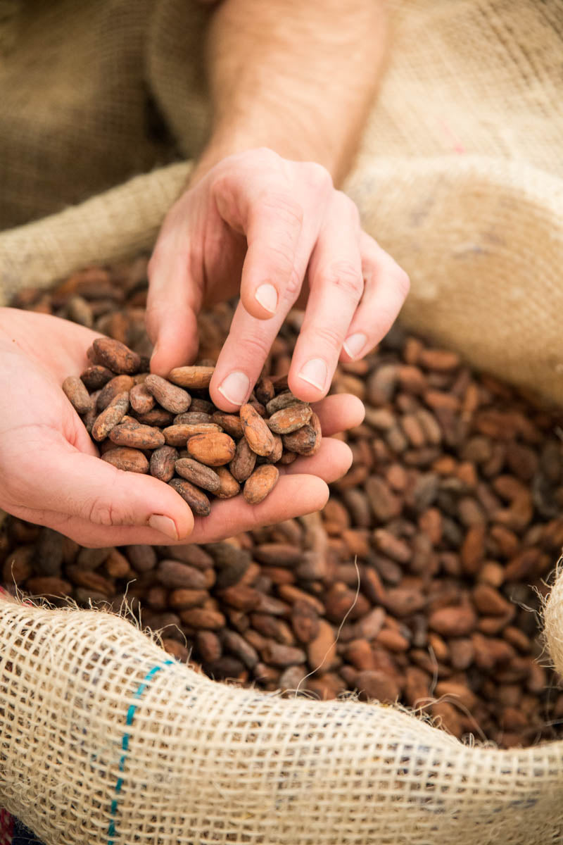 Kakaobohnen werden per Hand verlesen - CauCawa