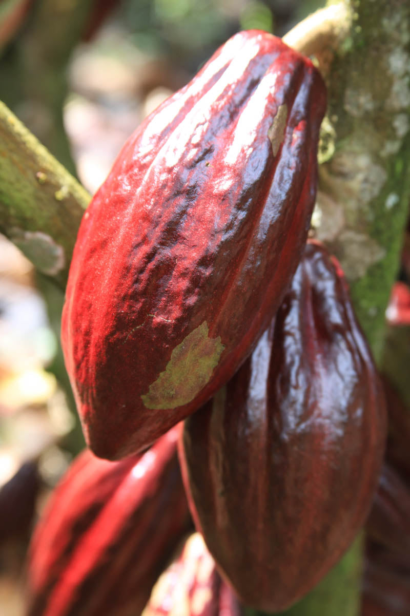Kakaofrucht Peru CauCawa