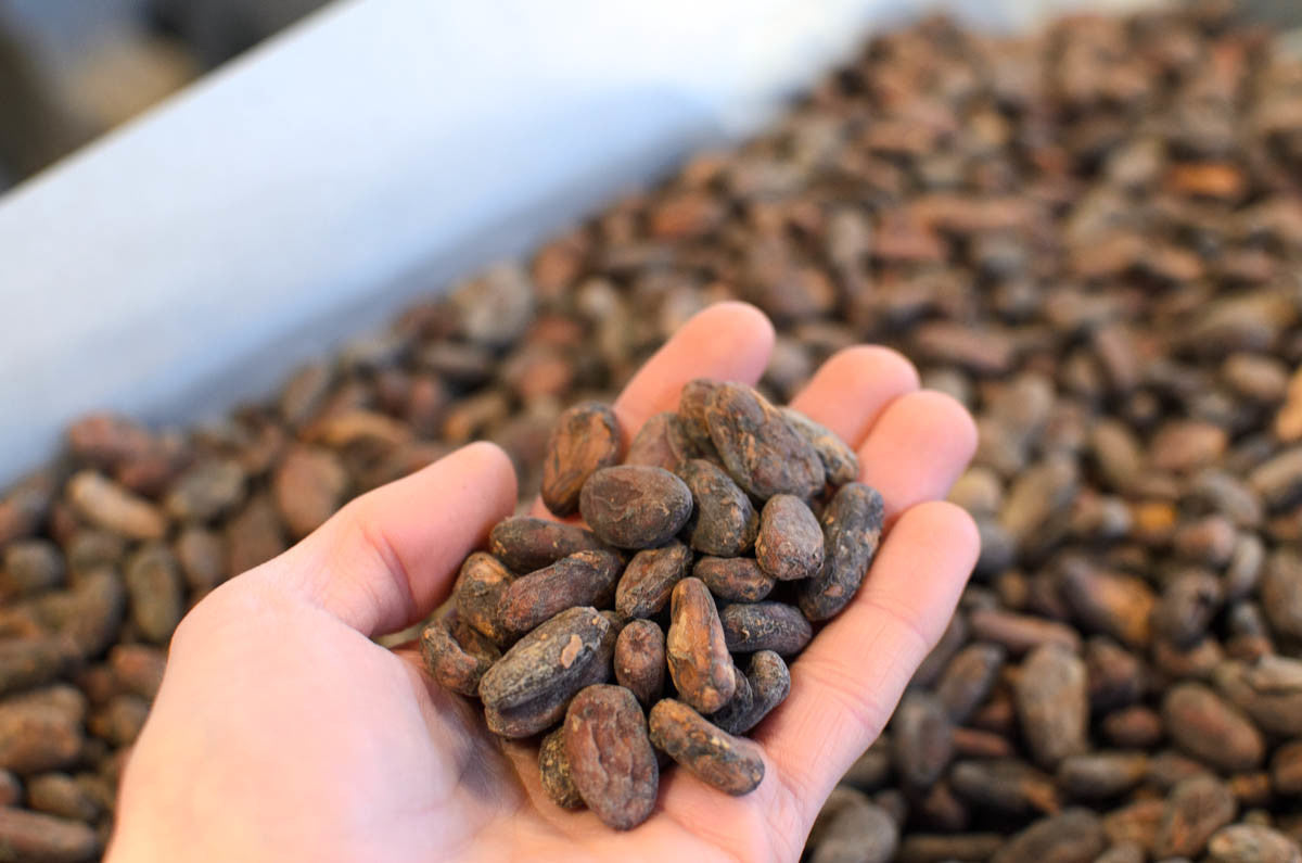 Rohe Bio Kakaobohen von CauCawa für die Schokoladeherstellung