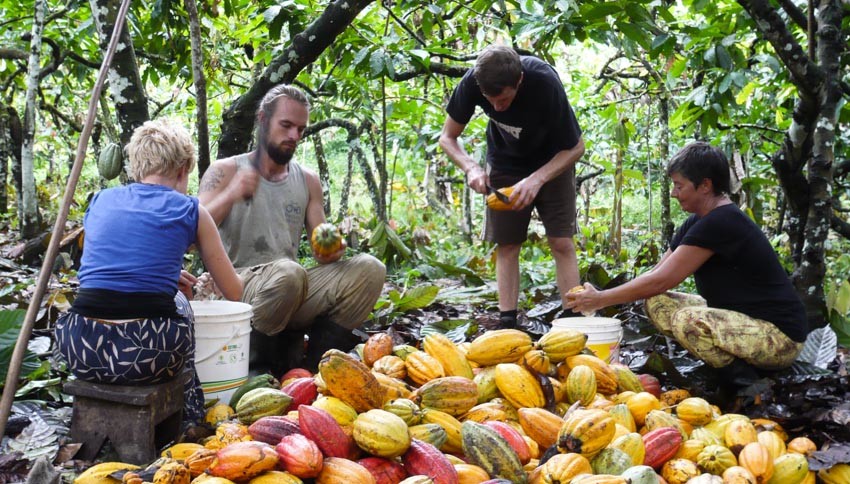 Kakaofrüchte liegen aufgehäuft nach dem sie vom Baum geerntet wurden.