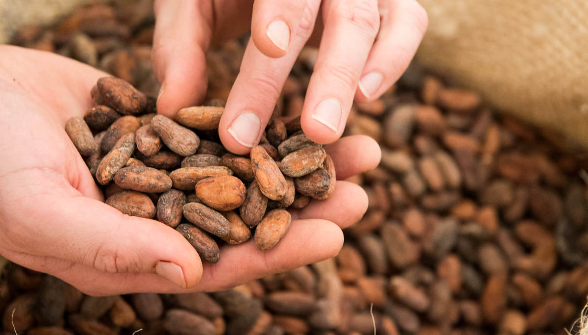 Die Rohen Bio Kakaobohnen von CauCawa werden von Hand sortiert und geprüft.