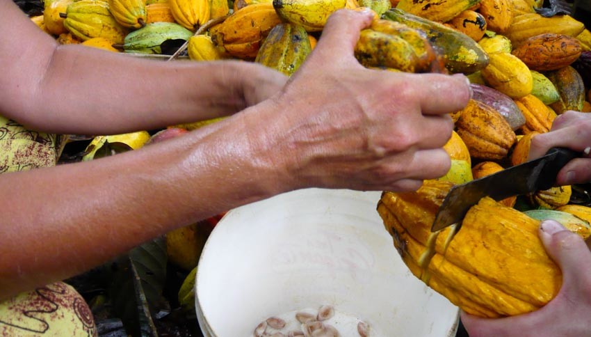 Die Kakaofrucht wird mit einer Machete geöffnet und die Kakaobohnen mit dem Fruchtfleisch entnommen.