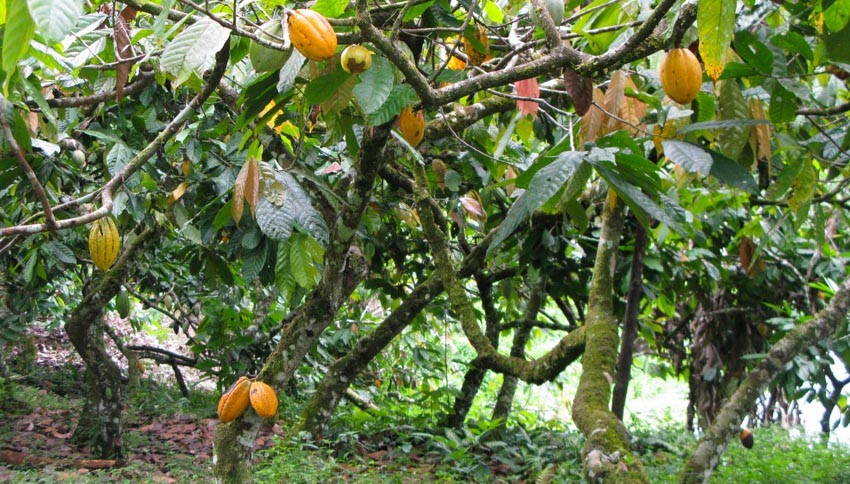 Kakaofrüchte am Baum in Brasilien, Bahia