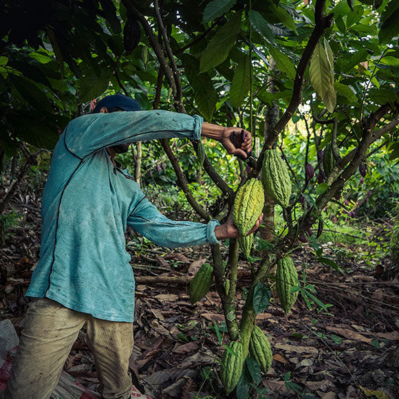 Bio Schokolade 74% • Haselnuss • 70g