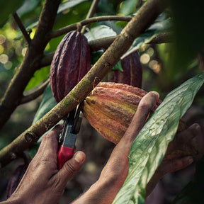 Bio Schokolade 75 % mit Kakaonibs • 70g