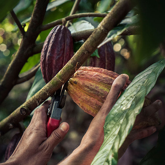 Bio Schokolade 75 % mit Kakaonibs • 70g