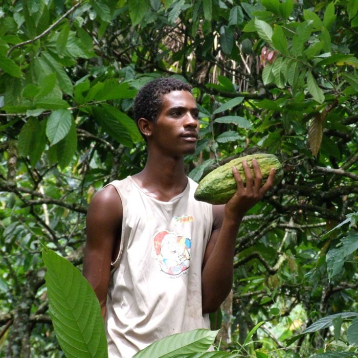 Kakaoernte im Dschungel - CauCawa
