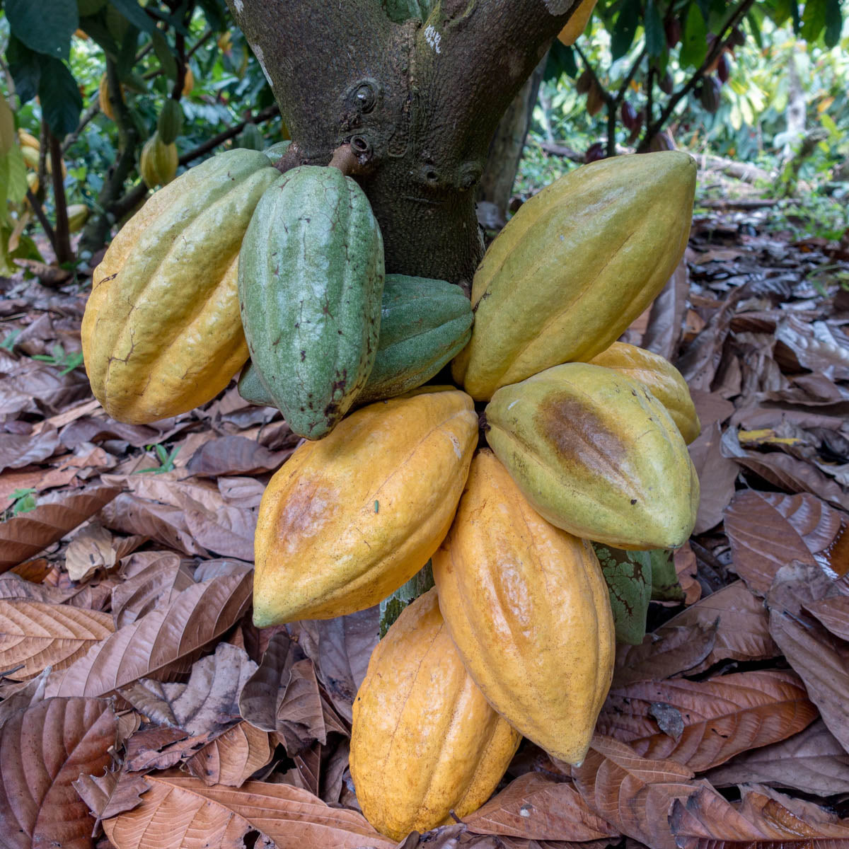Kakaofrüchte am Baum - welche Sorten gibt es? CauCawa